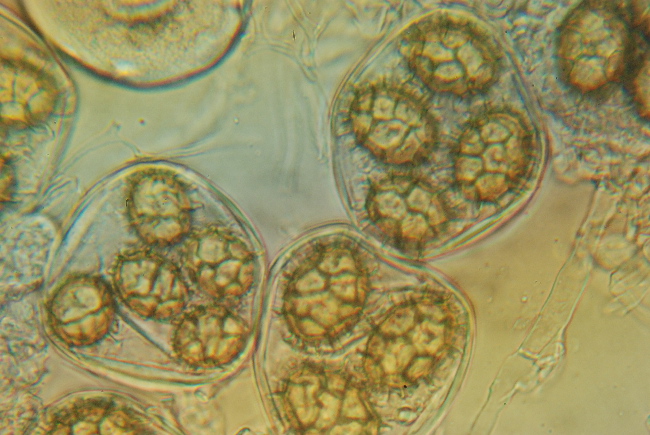 Tuber aestivum
